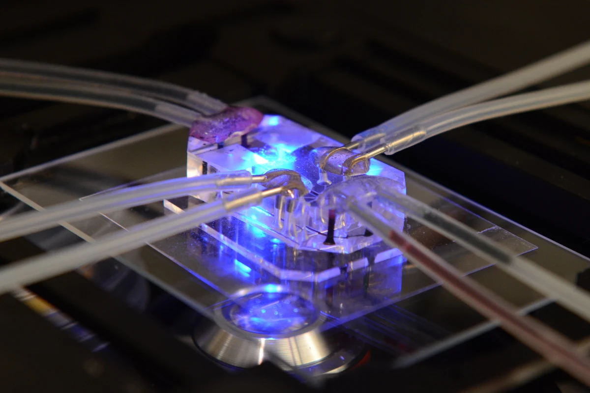 Dispositif de poumon sur puce relié à des tubes transparents et éclairé en bleu.