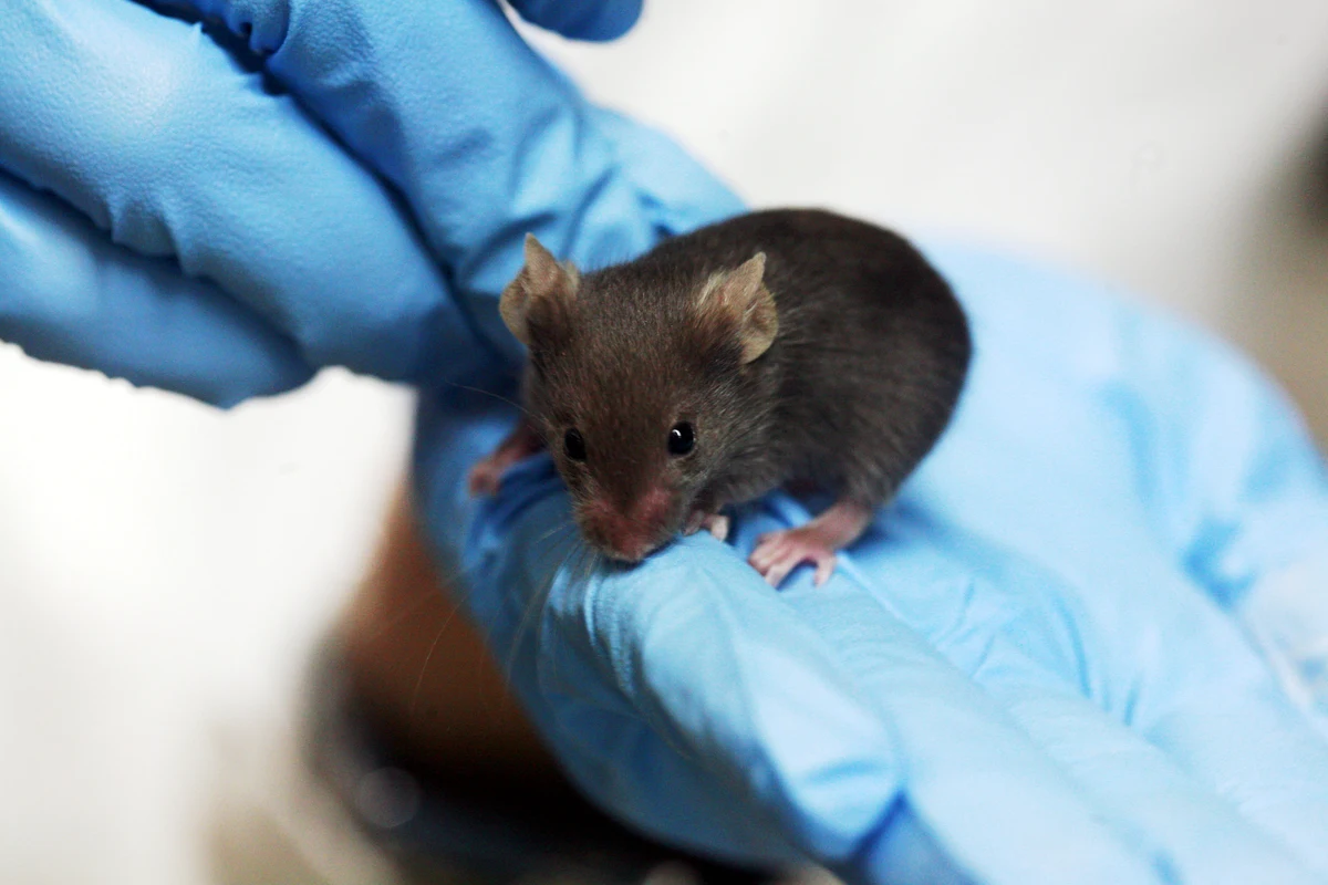Une souris brune de laboratoire sur une main gantée de bleu.
