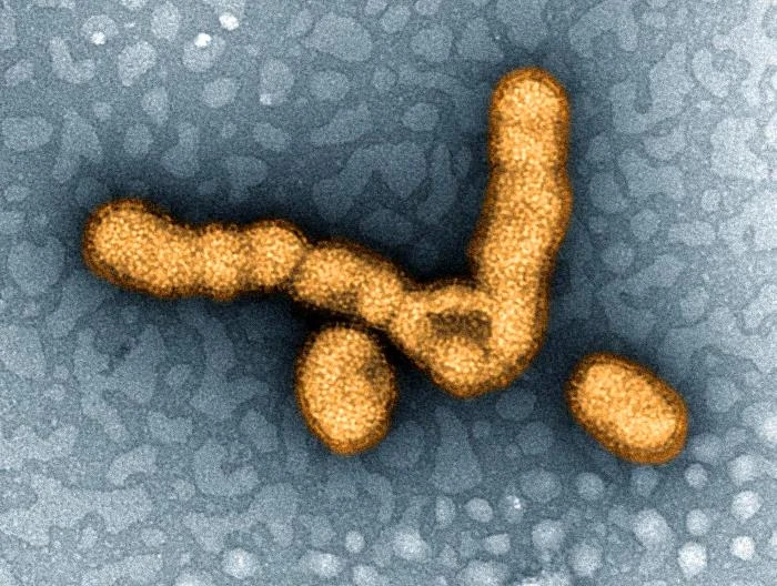 Micrographie électronique en transmission colorisée de particules du virus H1N1