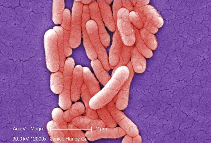 Bactéries Salmonella en bâtonnets regroupées sur une micrographie colorisée