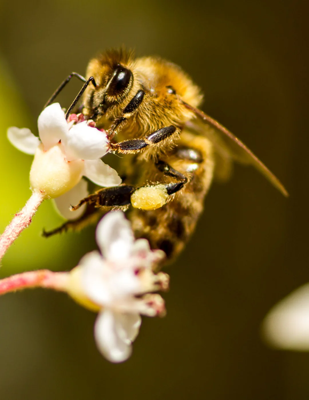 Abeille sur une fleur avec une pelote de pollen visible sur une patte arrière
