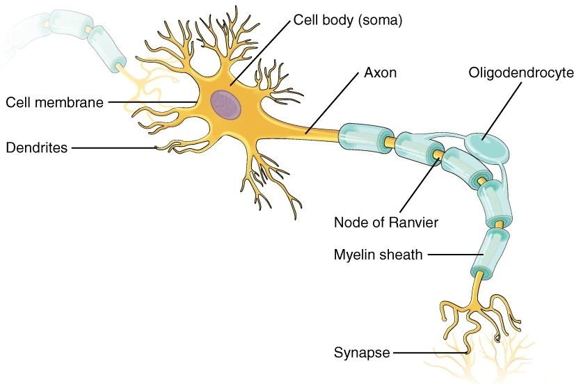 OpenStax diagram showing a neuronal cell body, branching dendrites and a myelinated axon ending at a synapse