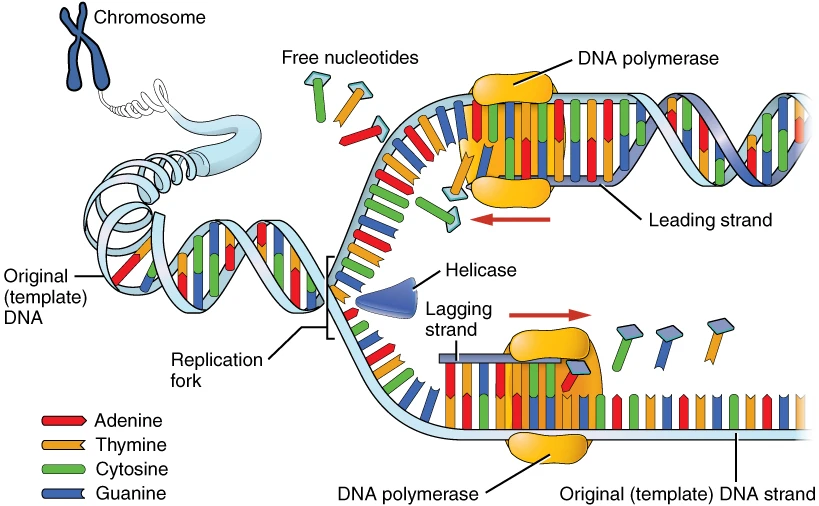 Schéma OpenStax montrant l’ouverture de l’ADN par l’hélicase et la copie des brins continu et discontinu par les polymérases