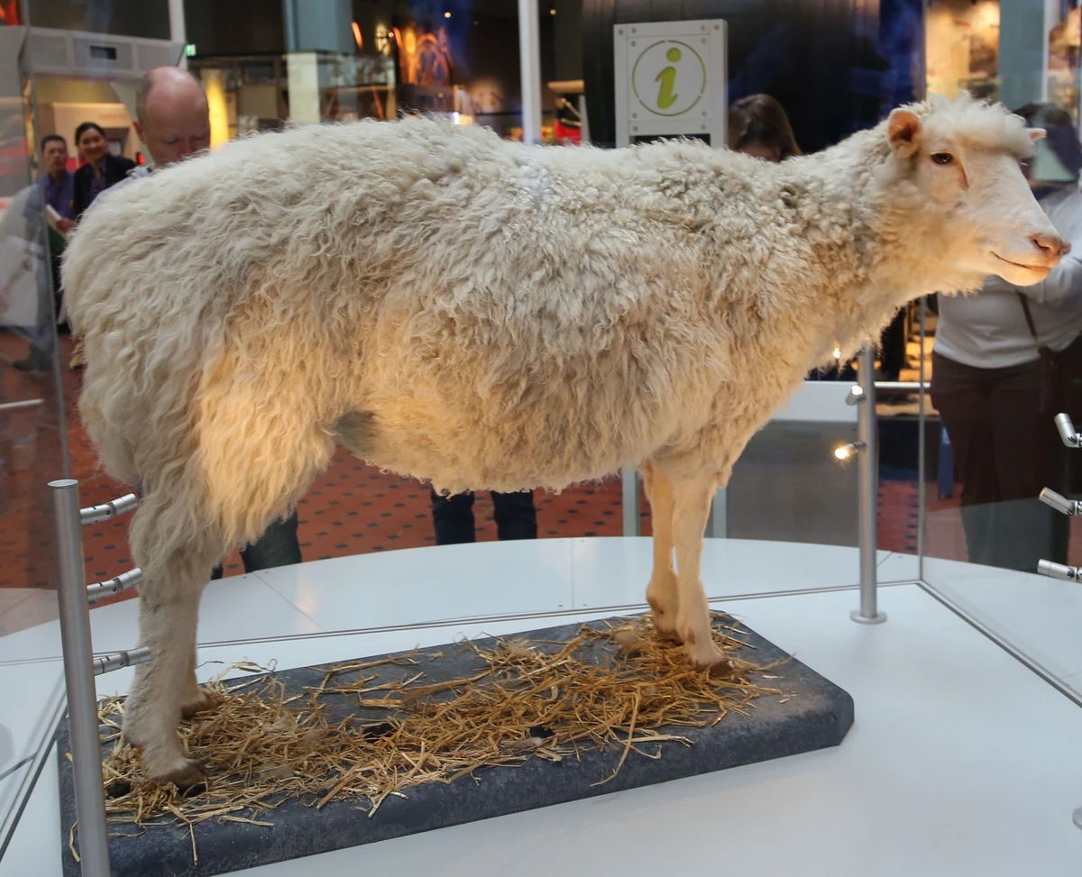 Dolly’s taxidermied body displayed behind glass with museum visitors in the background.