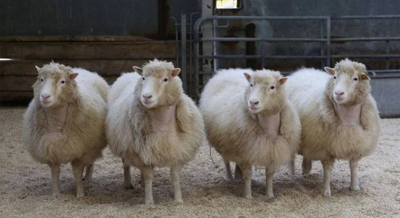 Four adult Finn Dorset sheep standing together inside a research livestock building.