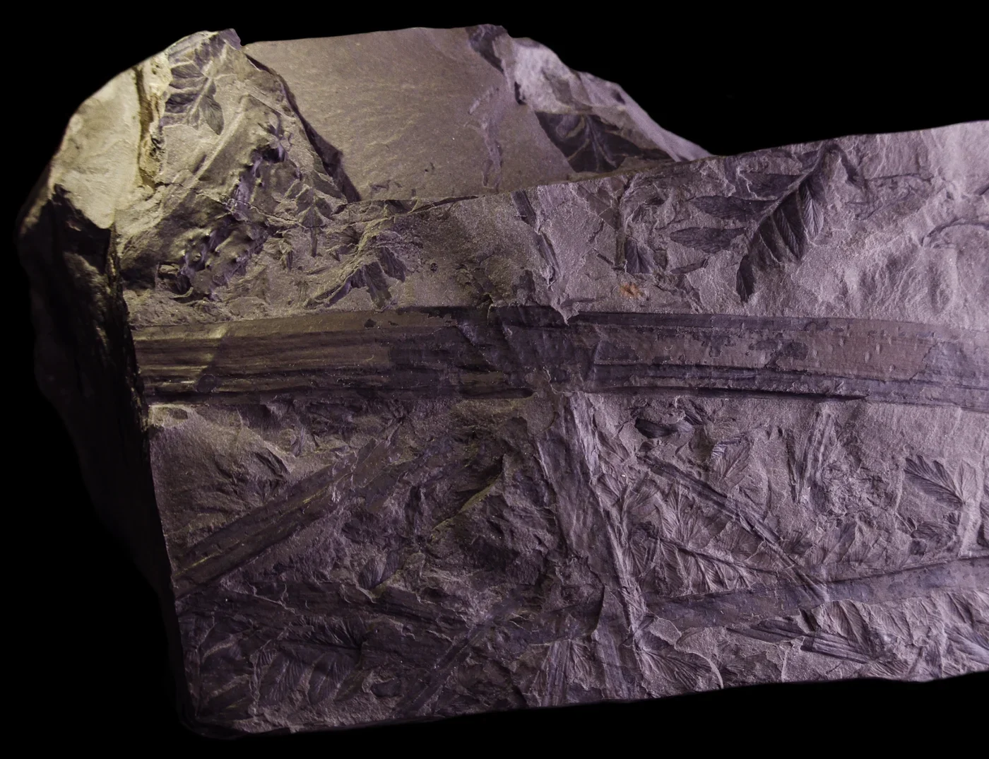 An Arthropleura dorsal plate fossil from Carboniferous Poland, surrounded by plant impressions. Not a complete animal.
