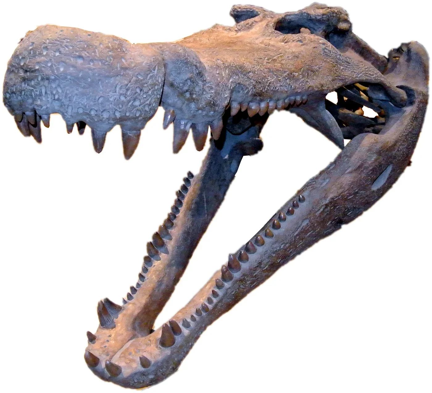 Deinosuchus hatcheri skull exhibit, Natural History Museum of Utah. Museum mounts may include restored elements.