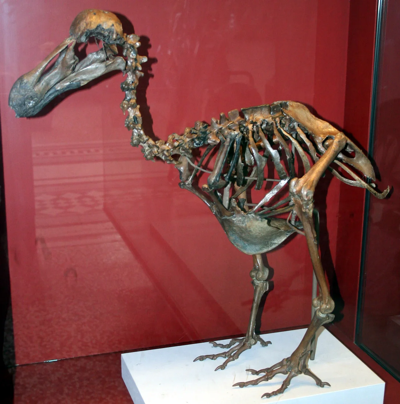 Dodo skeletal display, Natural History Museum, London. A museum skeleton, not a photograph of the living bird.