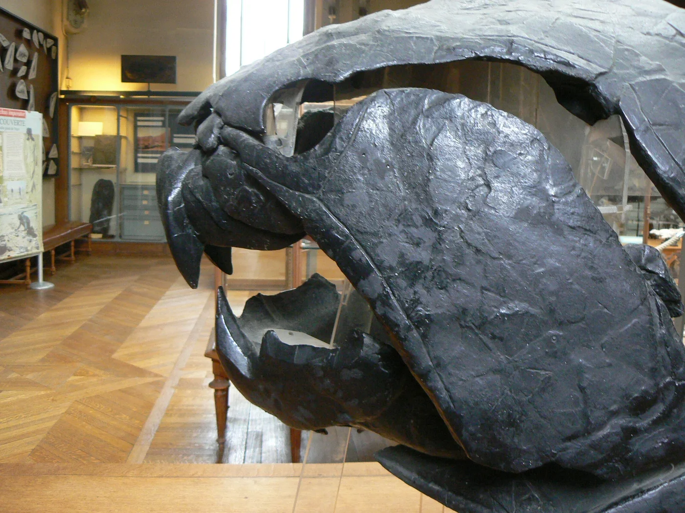 Side view of a Dunkleosteus skull exhibit, showing the armored head and cutting jaw edges.