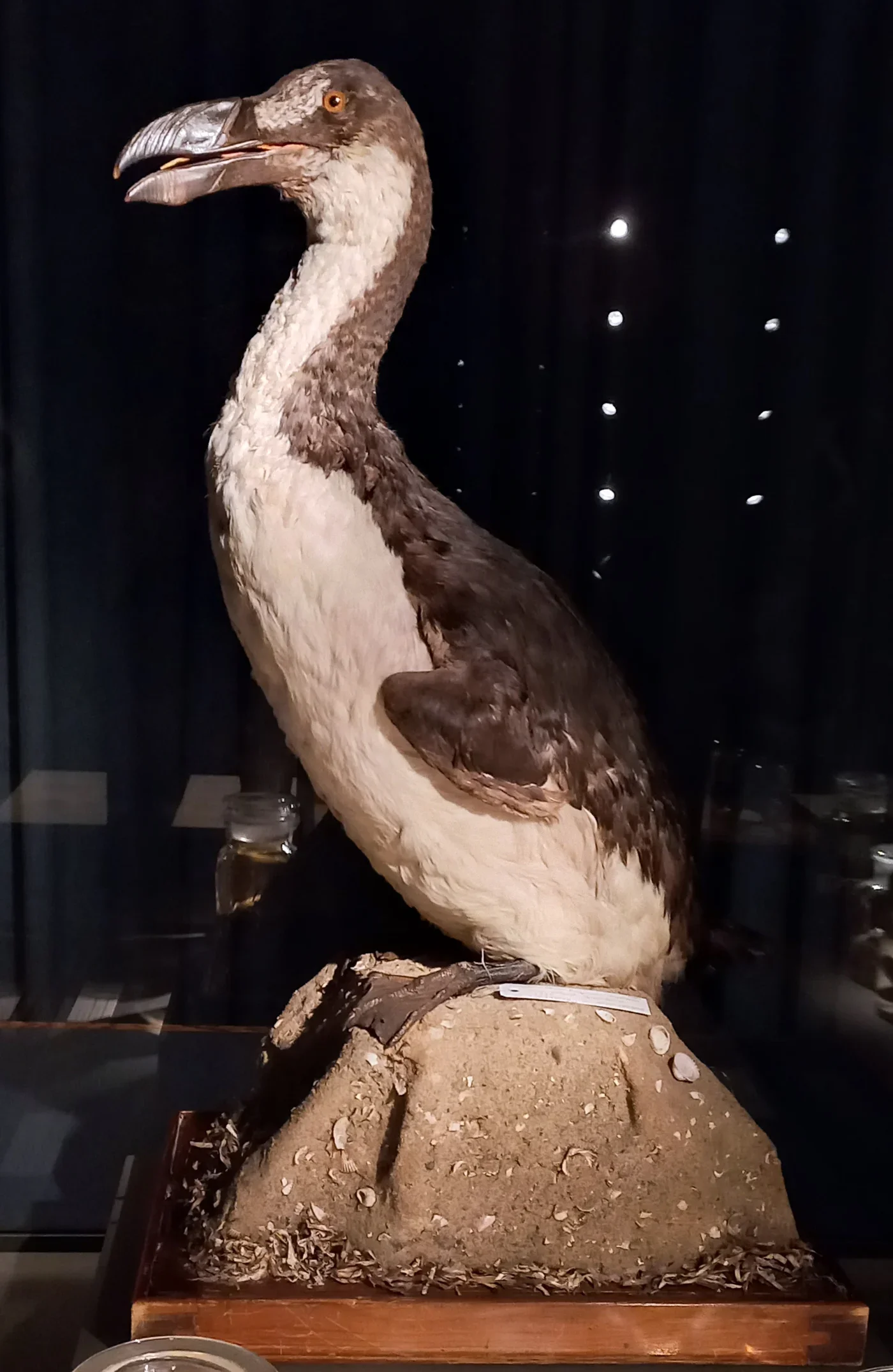 Preserved great auk in winter plumage, collected in Greenland in 1815; Natural History Museum of Denmark.
