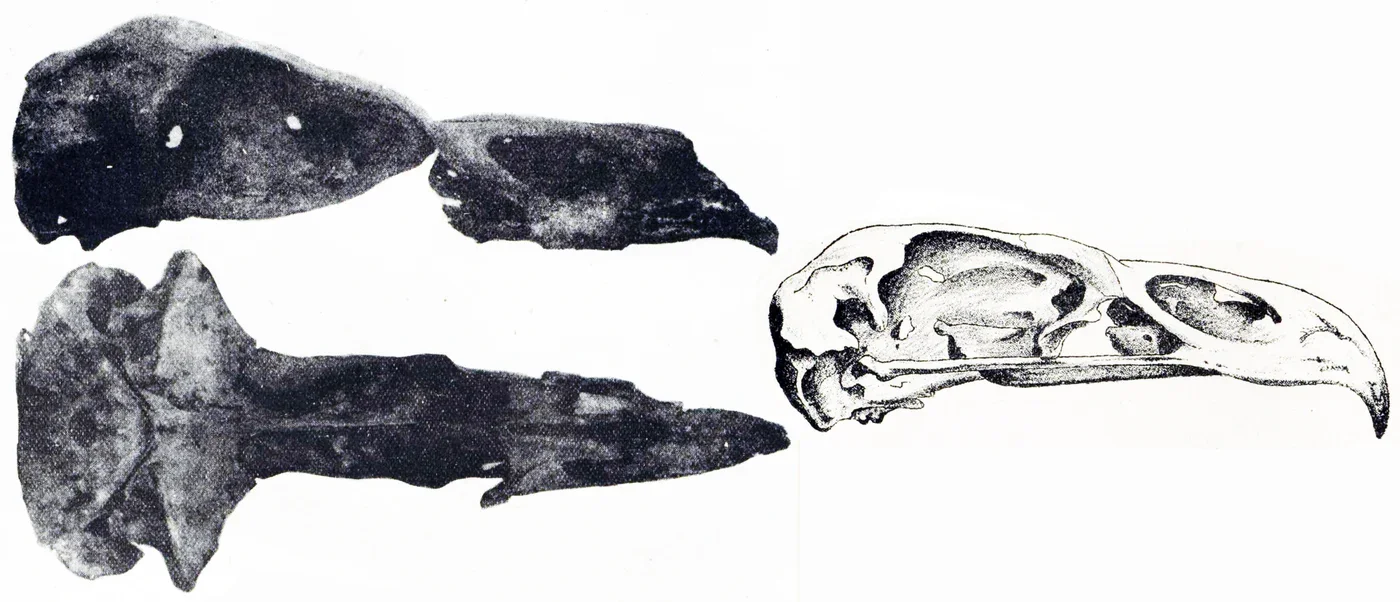 Historical scientific plate of Haast’s eagle skull material, published in Transactions of the Royal Society of New Zealand in 1892.