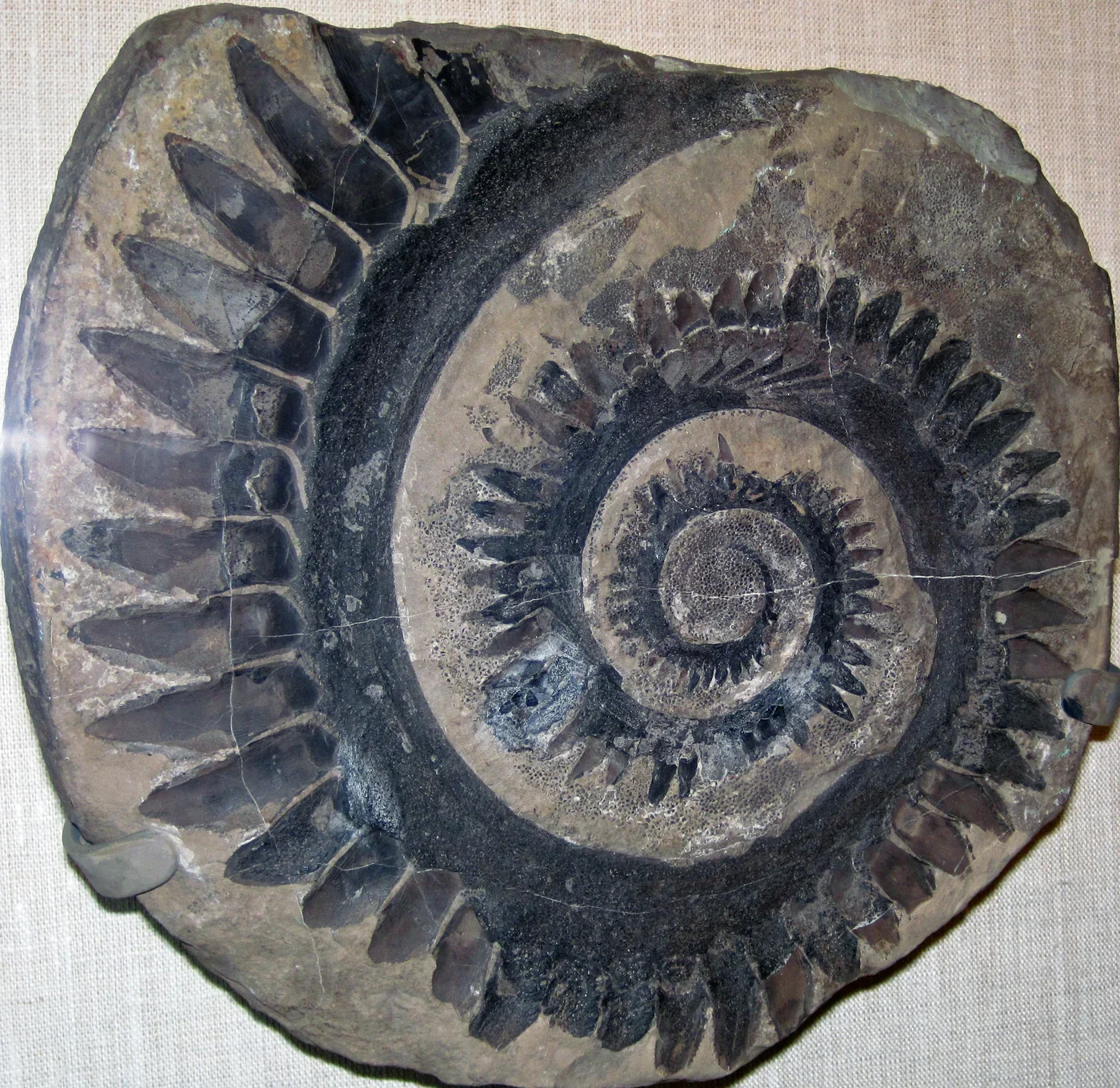 Helicoprion tooth whorl from Permian Idaho, displayed at the Utah Field House of Natural History.