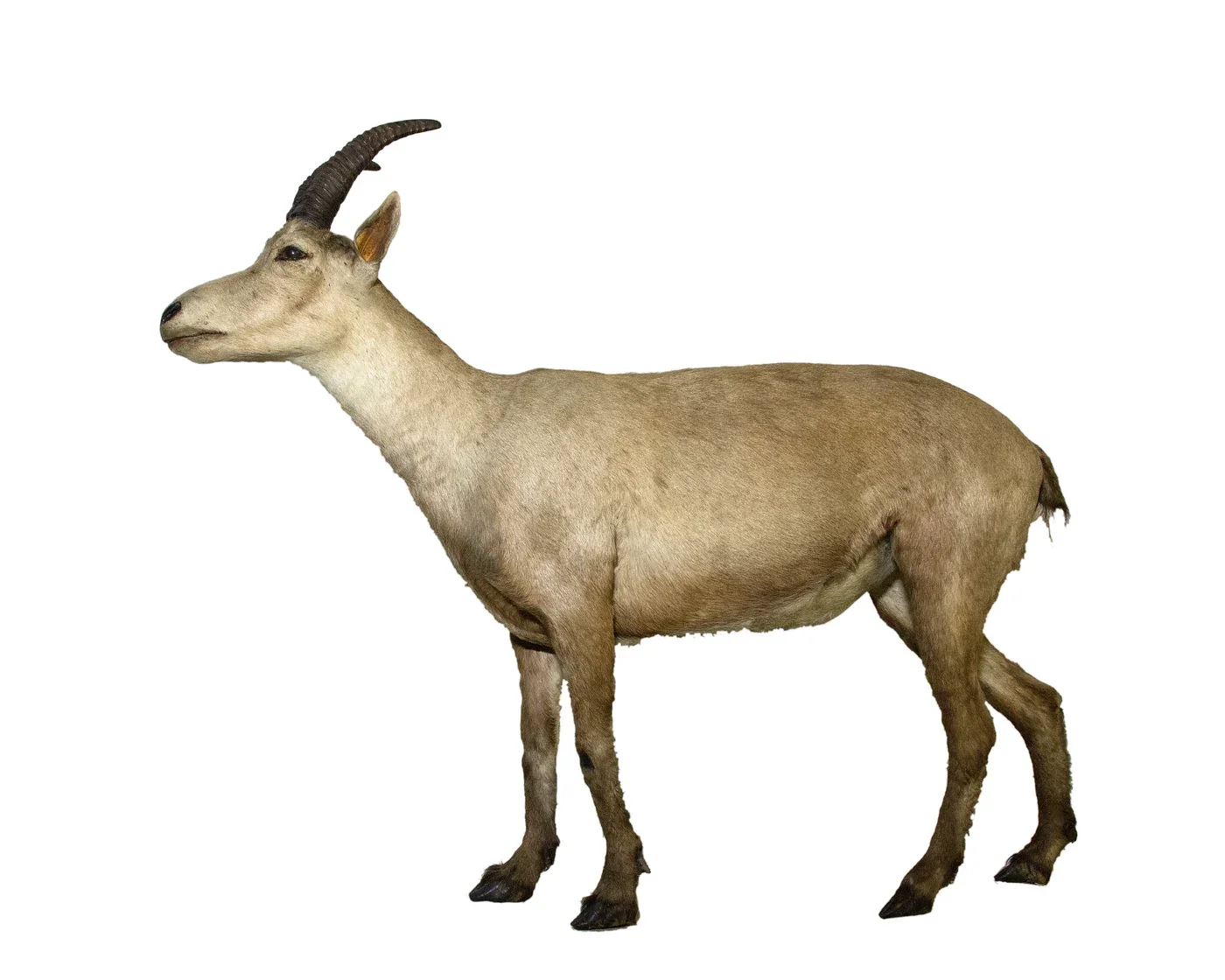 Preserved Pyrenean ibex specimen, Muséum de Toulouse. Not a photograph of Celia or the cloned kid.