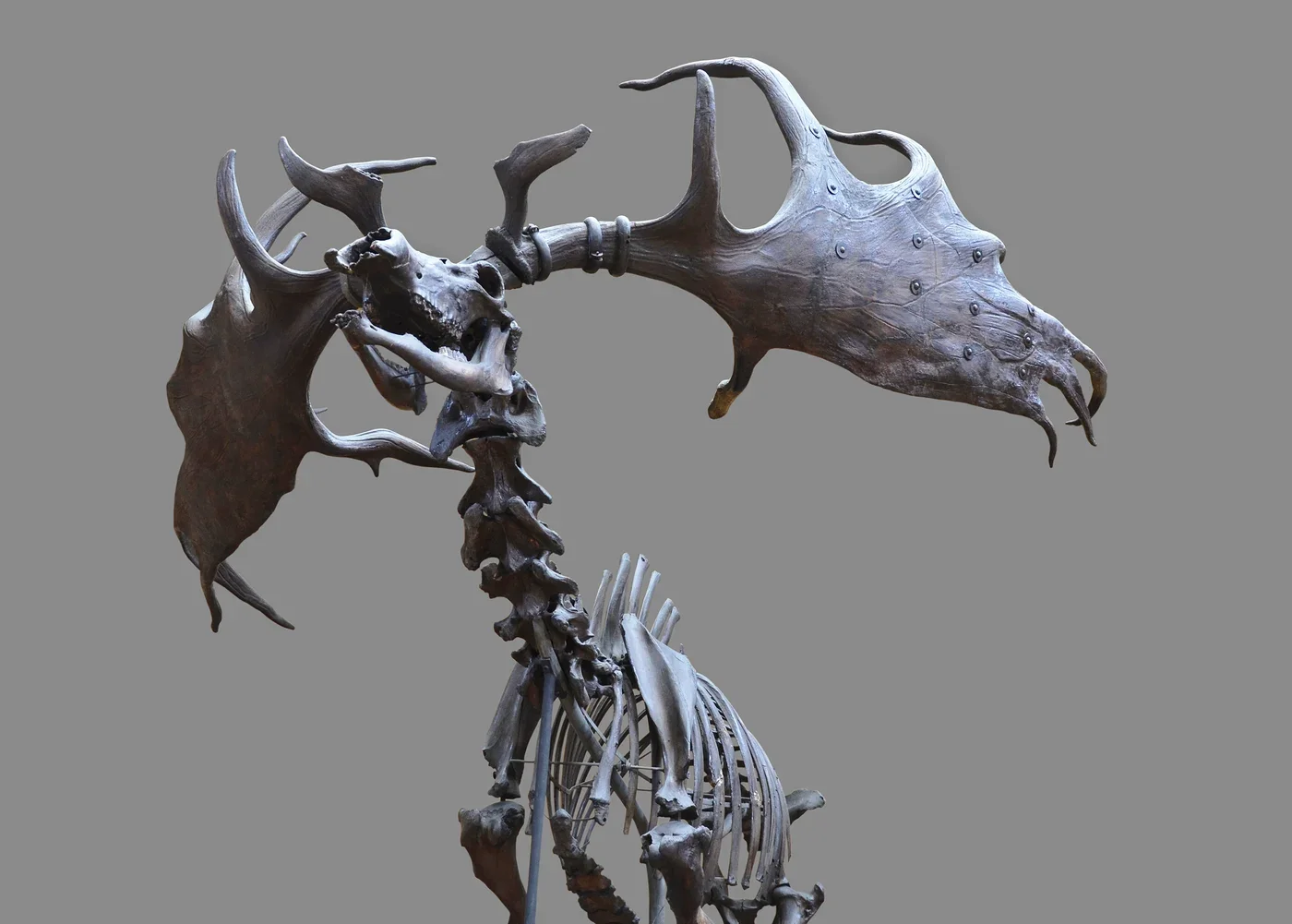 Detail of a Megaloceros giganteus skeletal mount in Paris, showing the skull and broad antlers.