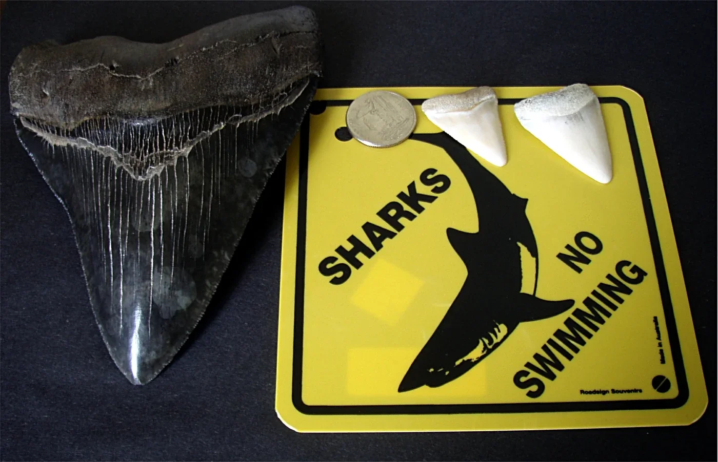 A megalodon tooth beside two great white shark teeth and a coin. This is a comparison of teeth, not complete body sizes.