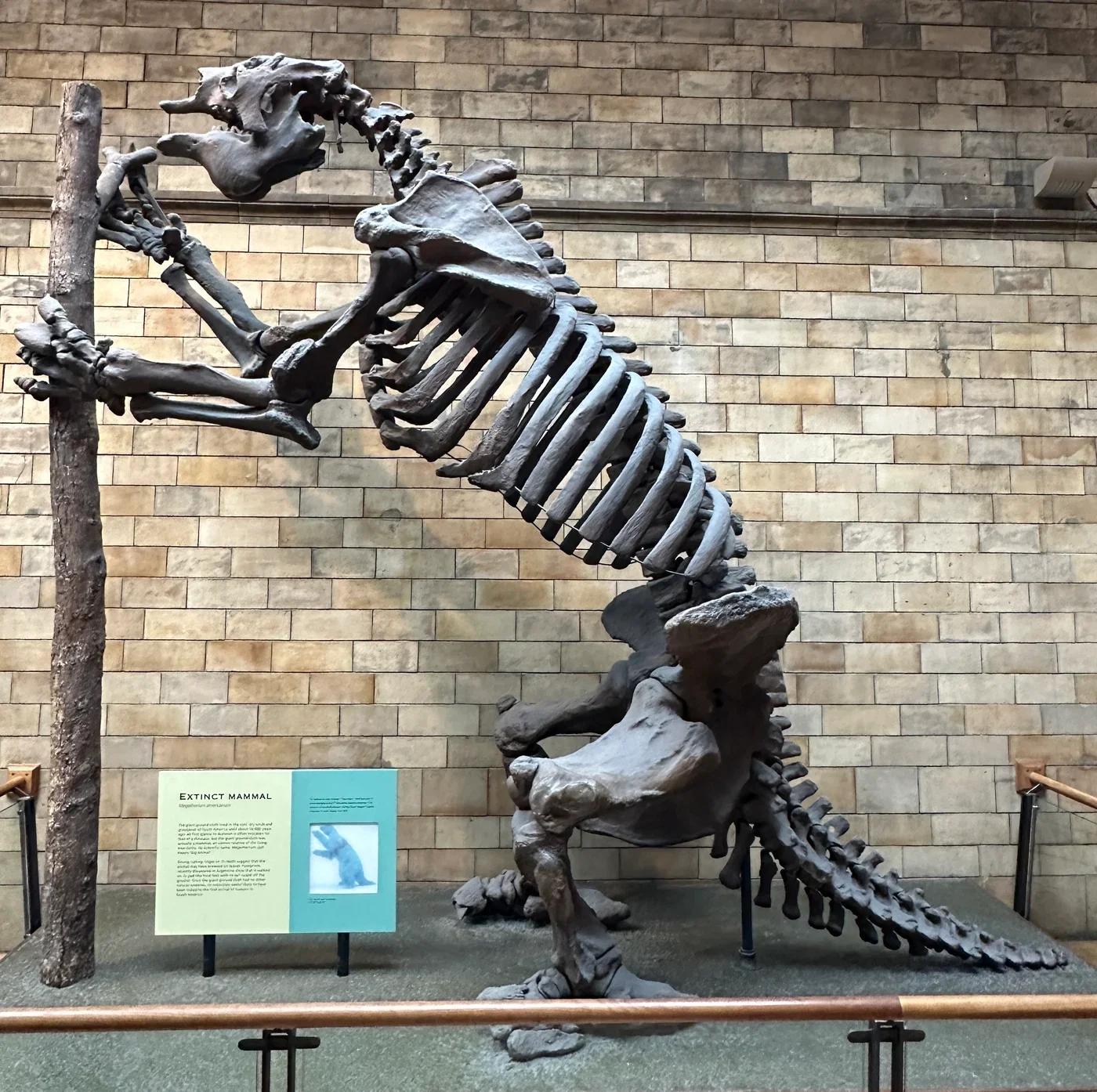 Mounted Megatherium americanum skeleton, Natural History Museum, London.