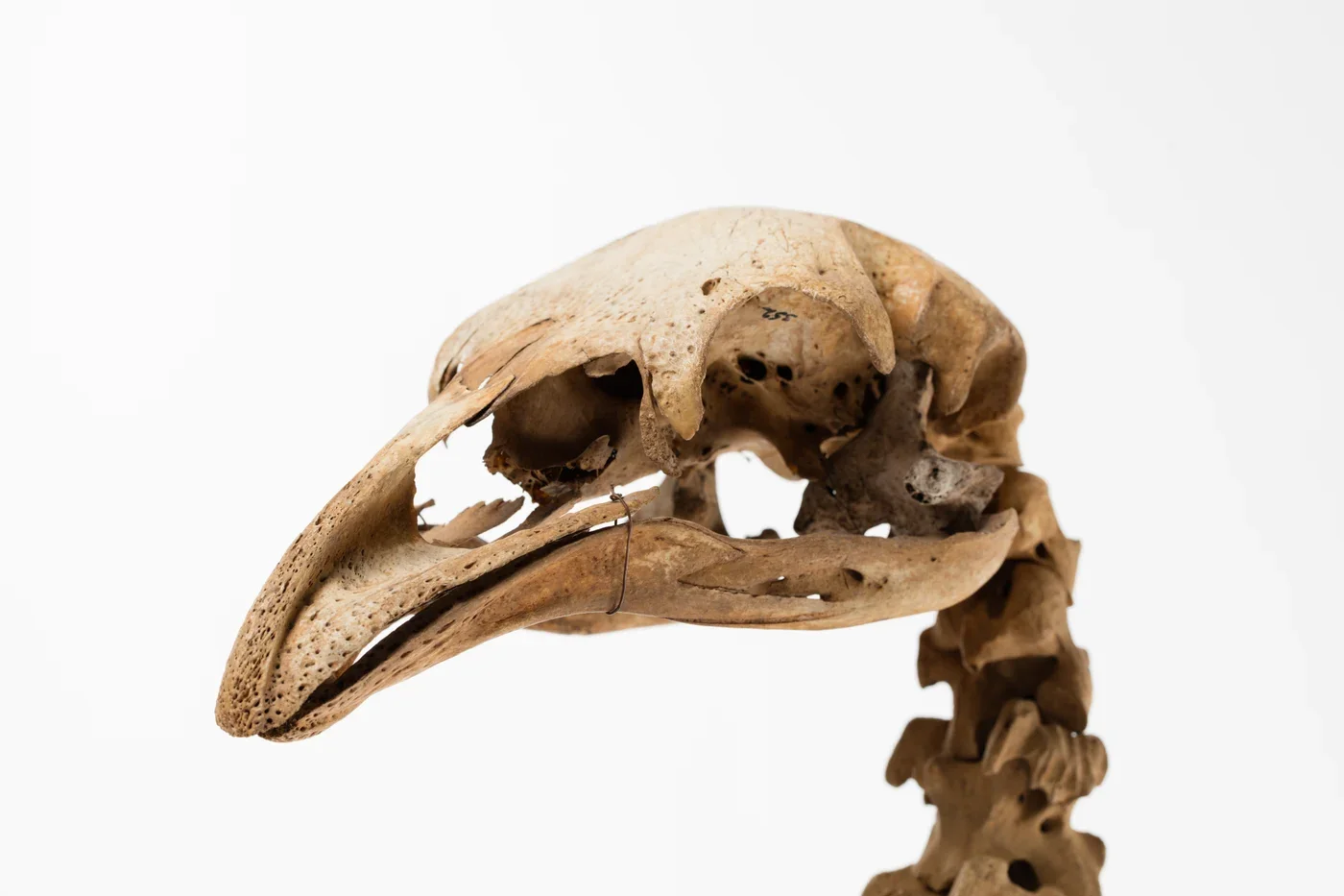 Skull of the South Island giant moa, Dinornis robustus, specimen AM LB723, Auckland Museum. This represents one of nine moa species.