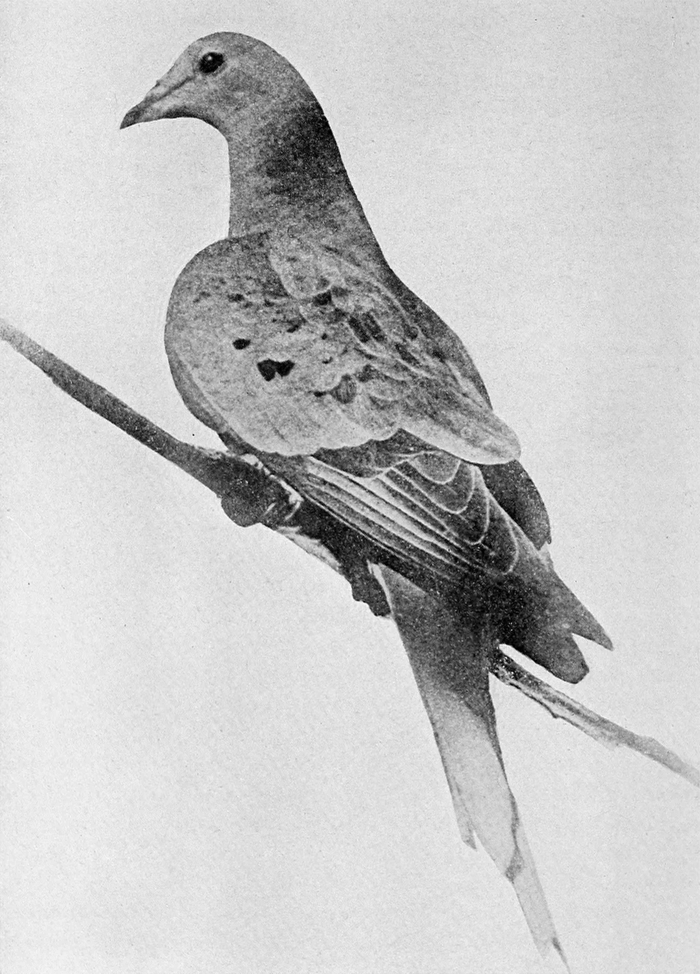 Martha, the last known passenger pigeon, photographed in 1912 by Enno Meyer.
