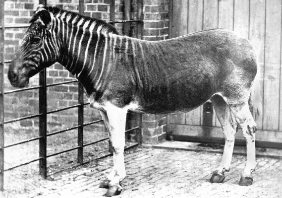 Historical photograph of a living quagga mare at London Zoo.