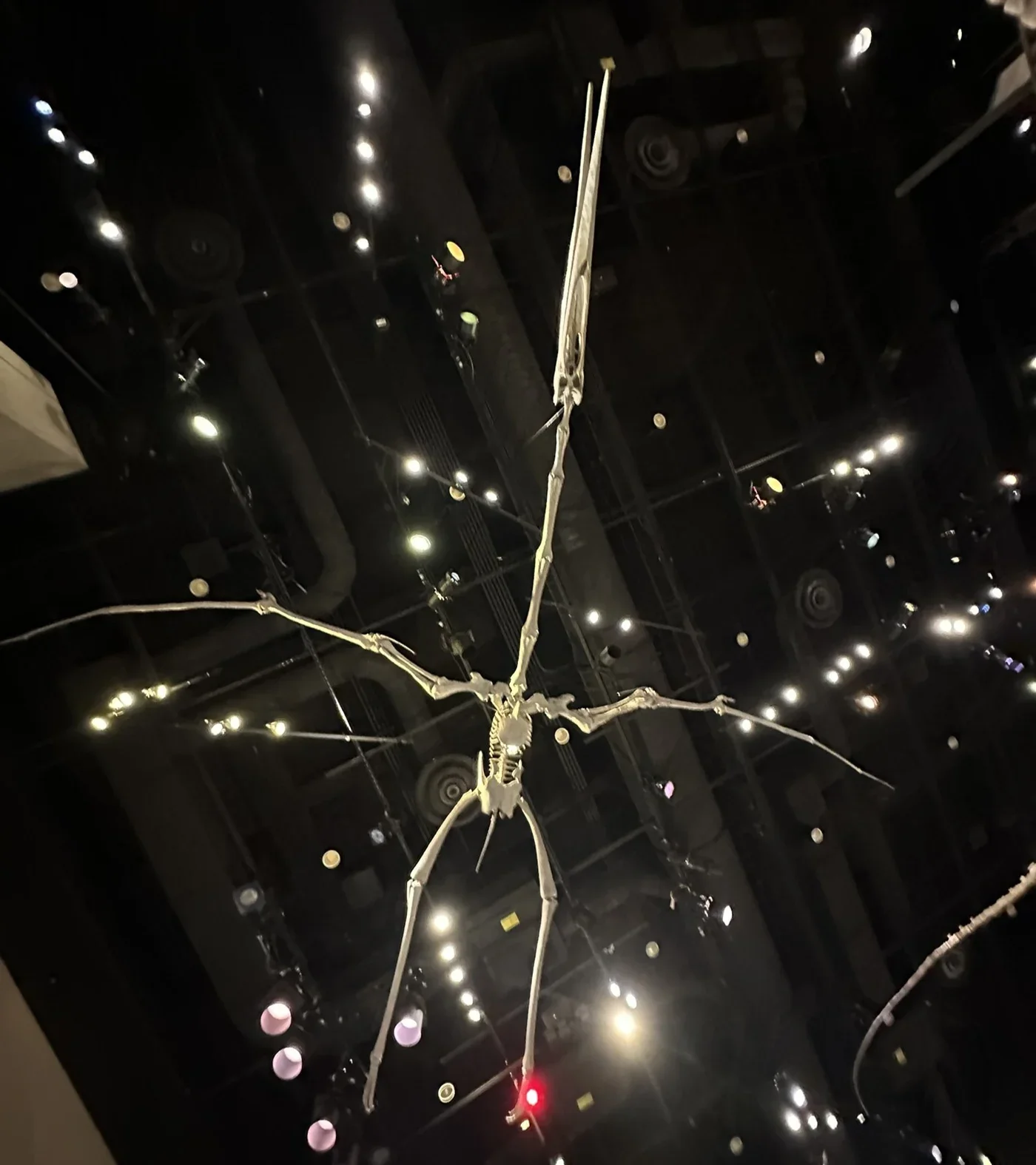Quetzalcoatlus skeletal cast viewed from below at the Perot Museum. A reconstructed mount, not a complete original fossil.
