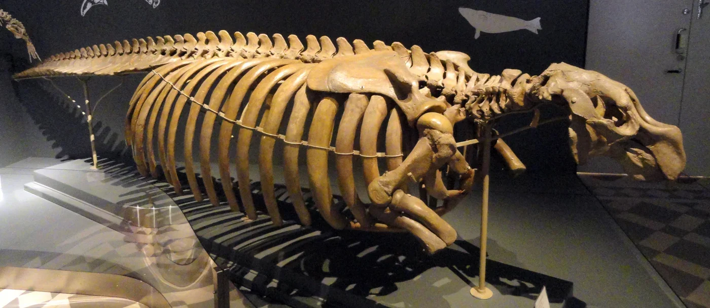 Steller’s sea cow skeletal display, Finnish Museum of Natural History, Helsinki.