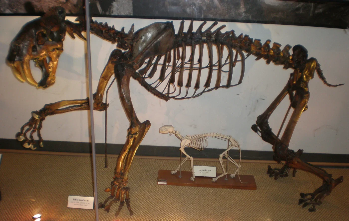 Mounted Smilodon skeleton at UC Berkeley, with a domestic cat skeleton for comparison. The historical label uses Smilodon californicus.