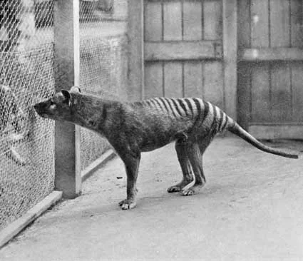 Historical photograph of a living thylacine at Hobart Zoo, 1933.
