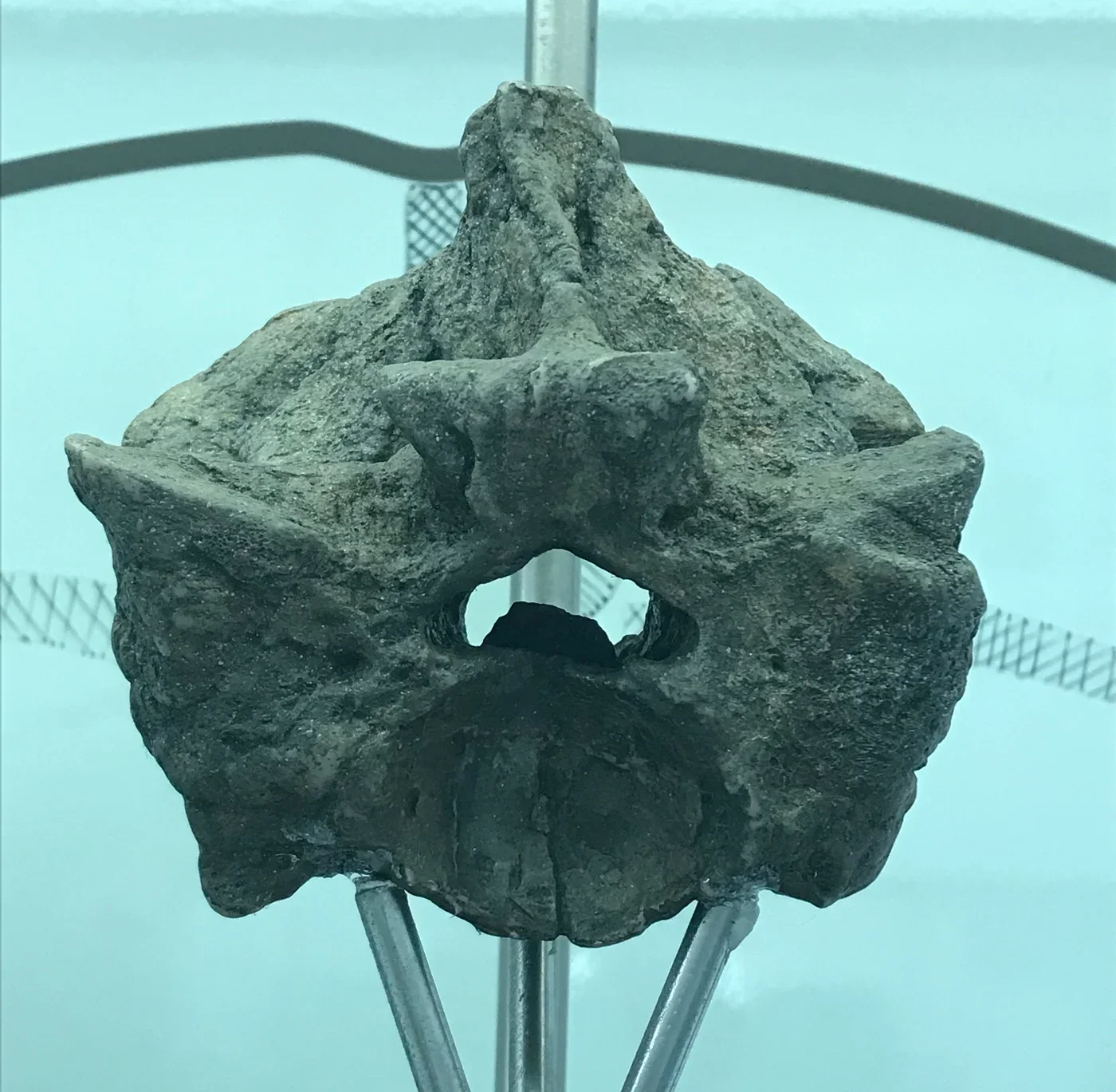 Titanoboa vertebra displayed at the José Royo y Gómez Geological Museum in Bogotá.