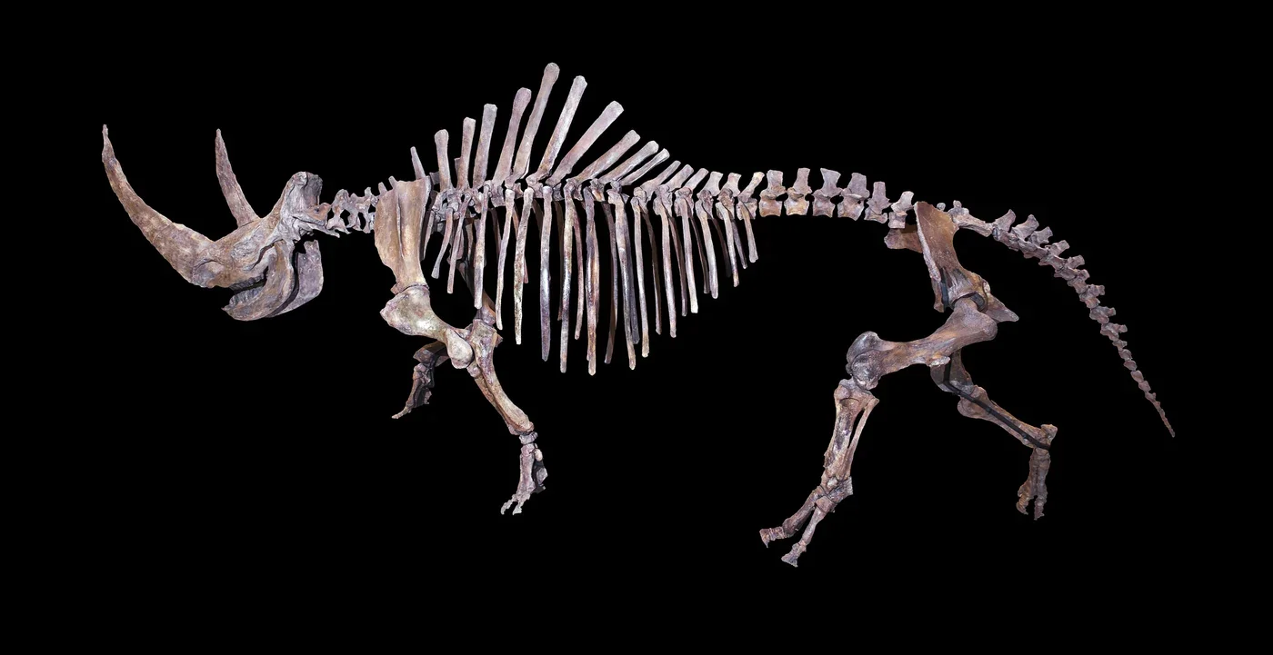 Woolly rhinoceros skeletal mount, Muséum de Toulouse.