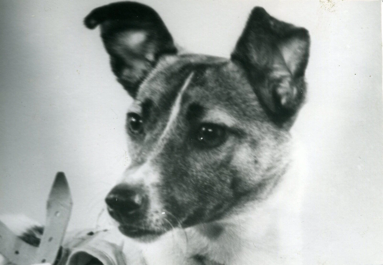 Retrato de archivo en blanco y negro de Laika con un arnés antes de su vuelo de 1957.