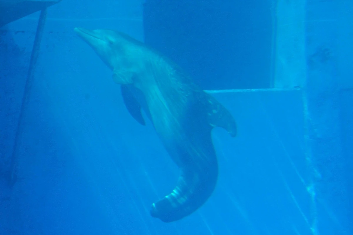 Winter nada bajo el agua sin aleta caudal en el Clearwater Marine Aquarium.